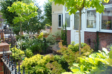 Front garden with golden foliage plants and trees
